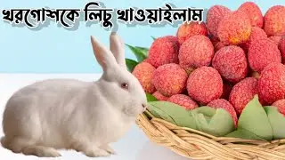 I fed the rabbit litchi | খরগোশকে লিচু খাওয়াইলাম |#lychee#litchi #animals #trending #rabbit #rabbits