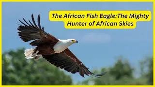The African Fish Eagle:The Mighty Hunter of African Skies #shorts #birds #eagles #africa #nature #4k