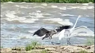 #Heron vs #Egret (2): Heron took Egret&rsquo;s spot (skinny body, huge wings: they seem similar sizes)
