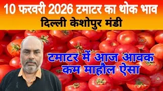 10 Feb 2026 Delhi 🍅 टमाटर होलसेल भाव | Keshopur Mandi | Today Tomato Rate #tamatar #tamatarmandi