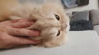 Cat trilling meokkkk