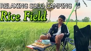 RELAXING SOLO CAMPING Rice field - ASMR camp in the middle of the rice fields,