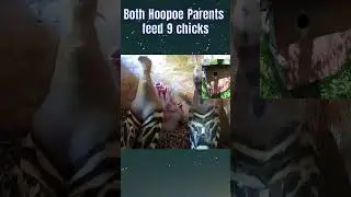 Hoopoe Family with 8 Chicks (Upupa epops) Double Feedings May 2024 😍 #Hoopoe, #Birds, #Bird,