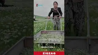 Simple & Efficient Manual Harvester for Picking and Collecting Herbs in Open Fields