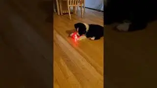 Adorable 8-week Border-Aussie puppy needs a name! (skip to :44)