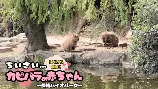 【はじめての長崎バイオパーク】のんびり💖カピバラの赤ちゃん