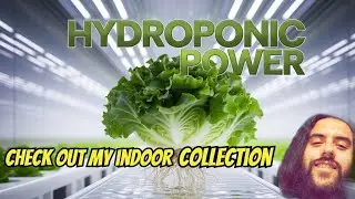 My Hydroponic collection of indoor plants in Las Vegas (alot of snake plants & more!)