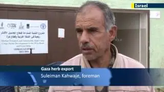 Gaza farmers export herbs to Europe and US