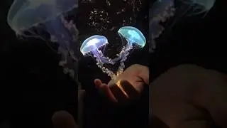 magic✨✨ #jellyfish #experiment #colonelkkjϟ #light #lamp #trending #youtubrshorts