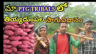 SWEET POTATO FARMING, తియ్యదుంపల సాగు,PTG TRIBAL JOURNEY....
