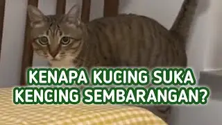 4 Alasan Kenapa Kucing Kencing Sembarangan