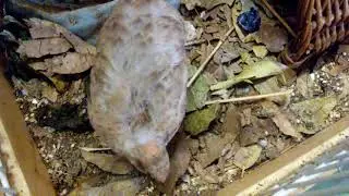 Baby button quail with Mama