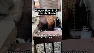 BISON BROKE INTO MY HOUSE 😳