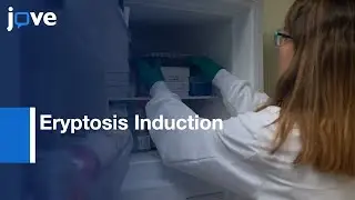 Eryptosis Induction in RBCs Using a Calcium Ionophore | Protocol Preview