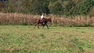 Athena 😀😀. Draft cross mule for sale 🌎🌎🌎🌎🌎🌎🌎🌎