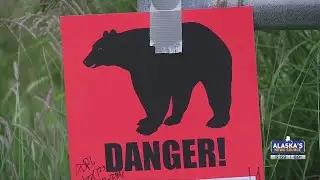 &lsquo;Dragged off the trail&rsquo;: Brown bear&rsquo;s whereabouts unknown following Anchorage mauling
