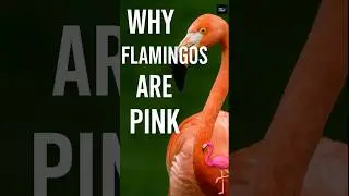 Why Flamingos Are Pink 🦩
