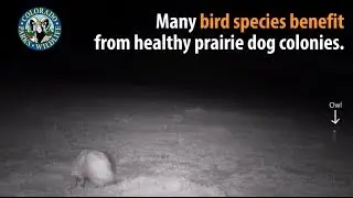 Prairie Dog Burrow Timelapse