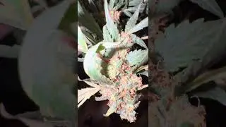 Harvest and start of dry on 4 plants this round