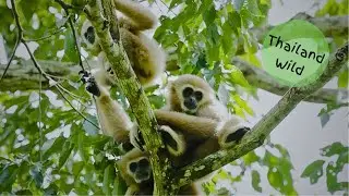 A White-handed Gibbon Family Grooming in Kaeng Krachan NP, Thailand