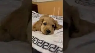 Kiskutya