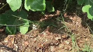 YOUR TREES NEED THIS! ~ IRRIGATING FRUIT TREES