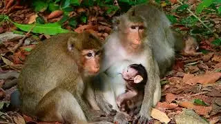 Morning Routine: Baby Monkey Waits Eagerly for Breakfast and Mom&rsquo;s Attention 🐒
