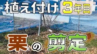 【栗栽培】20250117 植え付け３年目　栗の剪定【神鍋】【ぽろたん】