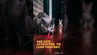 Are cats attracted to laser pointers #cat #cats #pets @cutecatvideos4410