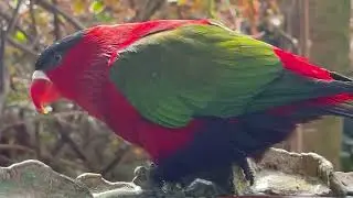 Up Close to the Lorikeets