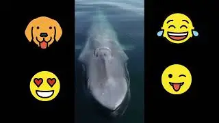Funniest Animals 😍 Smart & Awesome animals doing funny things compilations 2022 😍 Humas vs Animals😍