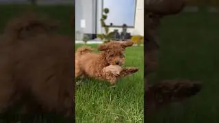 Szczęśliwy #poodletoy #dogs #dog #puppy #cute #poodle #piesek #pies #dogshorts #sunday #pudel #happy