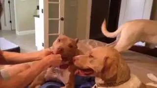 Brushing Your Dog's Teeth | TripsWithPets.com