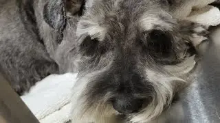 sedated groom on very aggressive schnauzer *disclaimer handling for saftey*