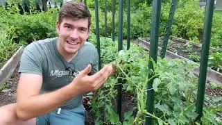 FIVE Reasons Your Garden is Growing Slowly