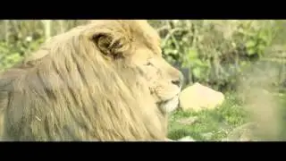 Touroparc.Zoo Le Film