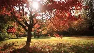 Visiting Windsor Great Park in Autumn
