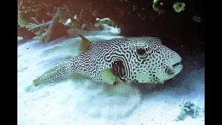 Plongée - Marsa Alam - Port-Ghalib