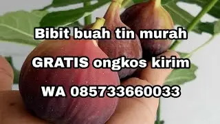 Jual bibit buah tin WA 085733660033 Malang gratis ongkir, Red Lebanese, Iraqi, Panache, TGF Jumbo