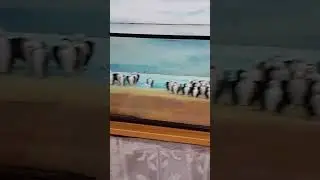 So many Penguins!😲😱Aptenodytes forsteri.