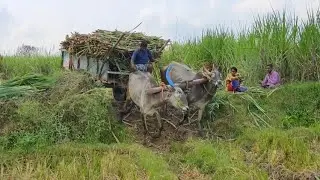 Bullock Cart Heavy Loaded Sugarcane and Bullock Pulling Performance