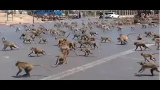 WILDLIFE TAKEOVER