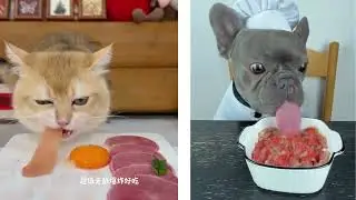 Beautiful Cats Adorable Mother Cat Family Playing on Grass  eating food diner | Ifti Baby School