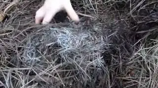Bill Mollison Shows How to Get Free Mushroom Starter - 2