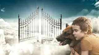 Conoc&iacute; a mi perro en el cielo. Me sorprende su comportamiento.