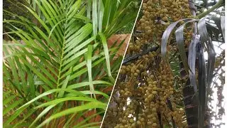 How to grow Areca Pam  plant from seeds........