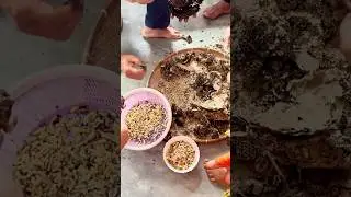 Bere Fry Janwswi Dinwi | Wild Bees🐝 | yummy yummy bee fry