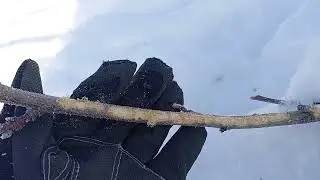 🌨️Сніг❄️Мороз 🐰Непрохані гості та 🪾Знищені Дерева