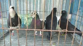 pigeon lavar5