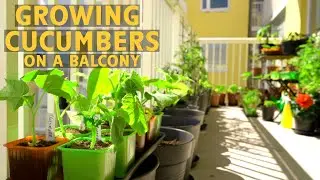 Repotting and growing cucumbers in containers.